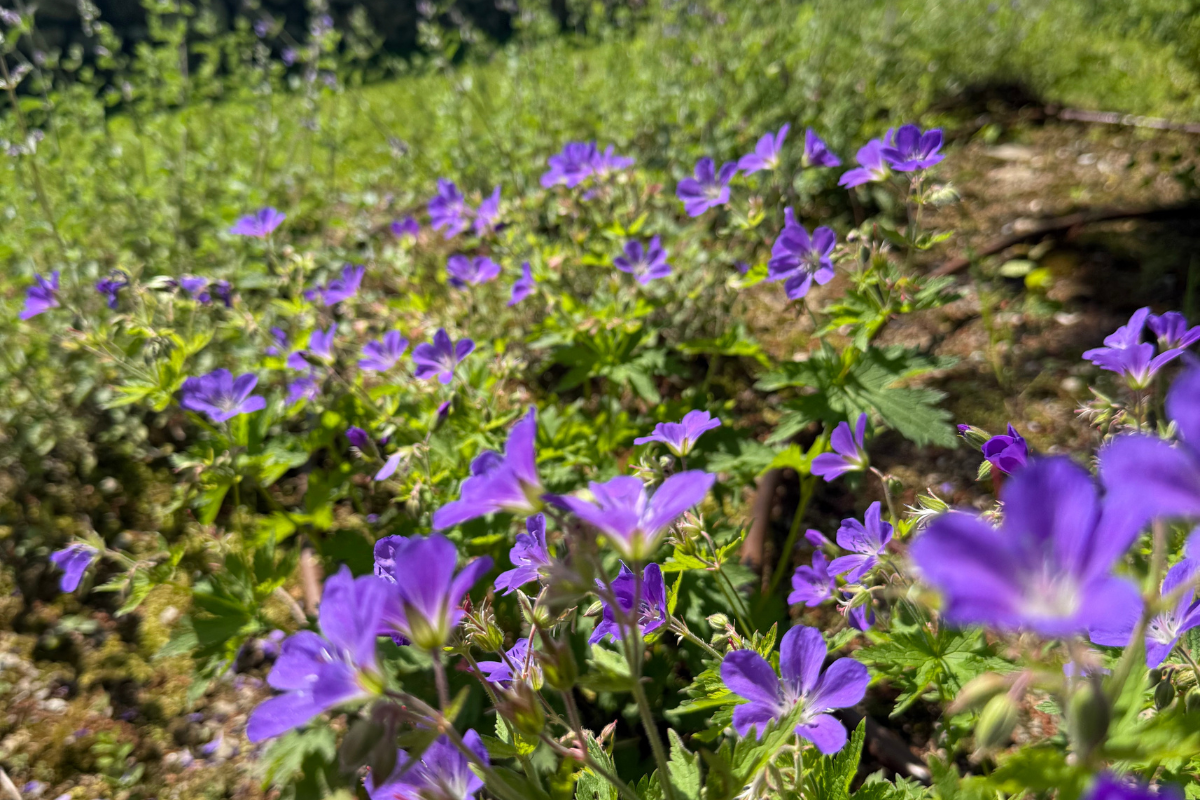 fiori1