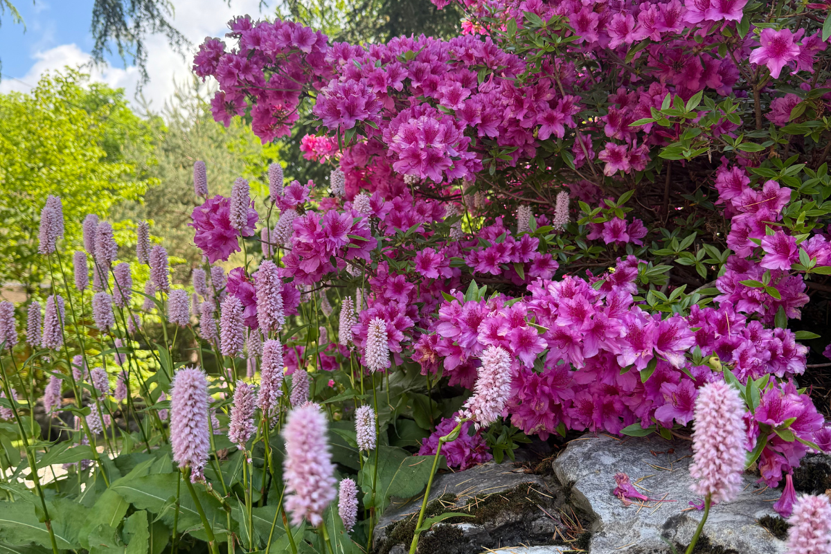 pianteefiori