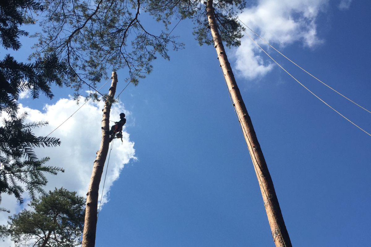 abbattimento alberi