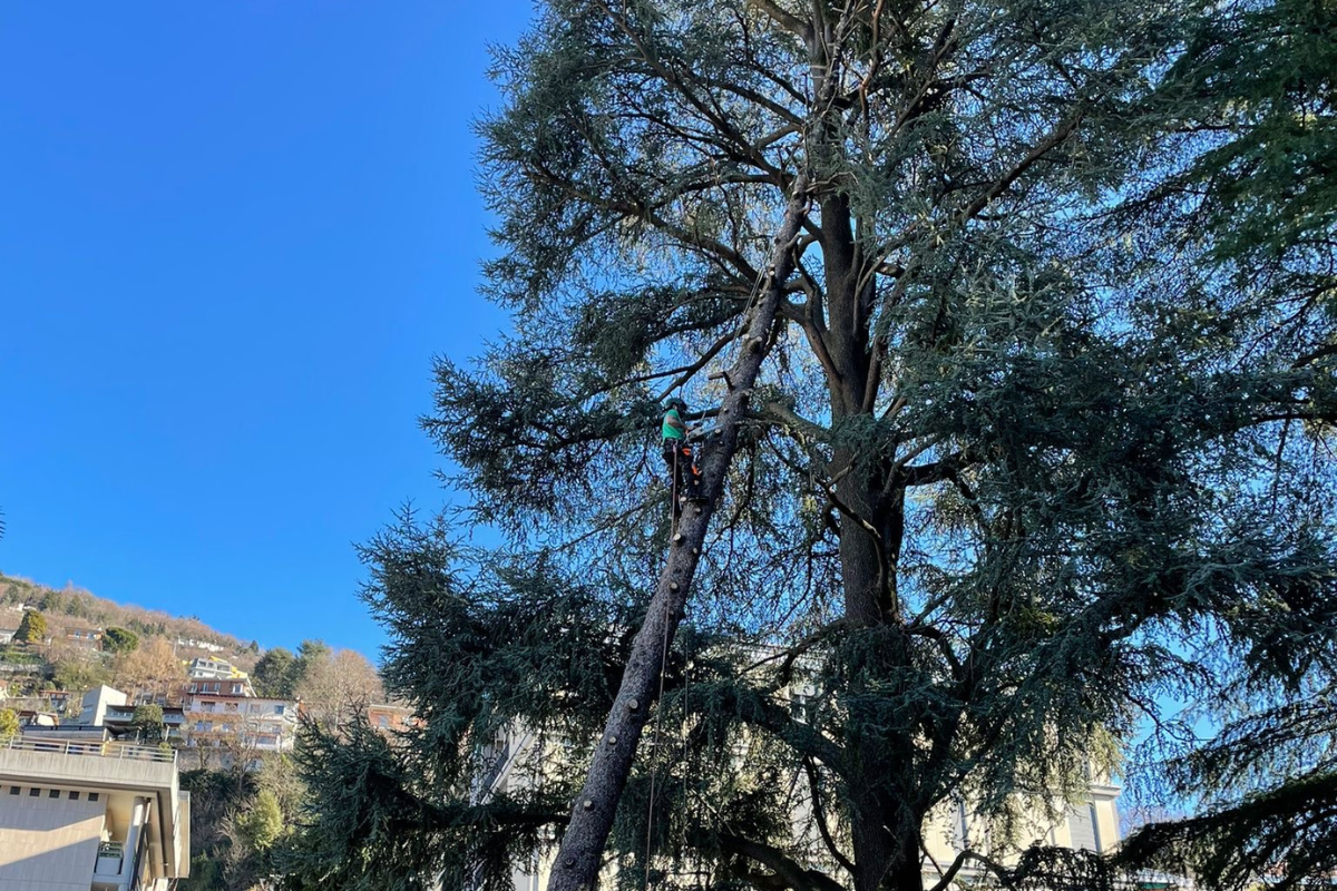 abbattimento albero