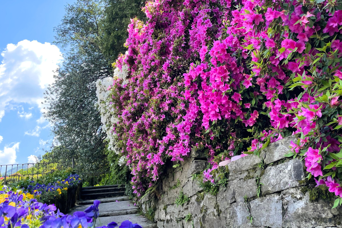cura dei fiori